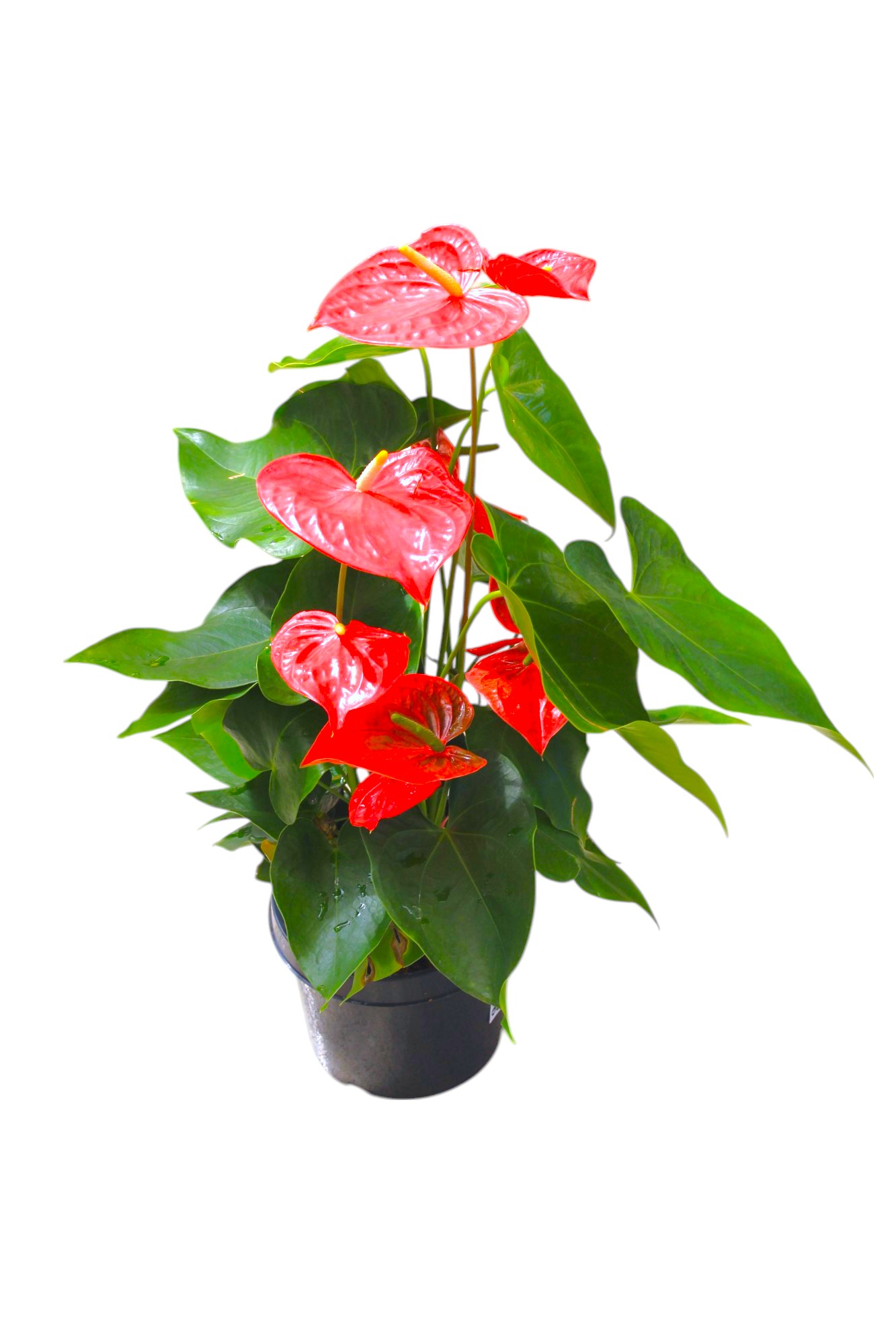 sakura tree bonsai Cherry Blossom Seeds – Grow Sakura Bonsai or Full Trees at Home – Seed World main image 1