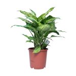 Dieffenbachia Compacta