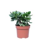 Crassula Ovata "Jade Plant"