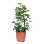 Schefflera Nora