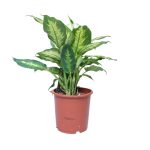 Dieffenbachia Camilla