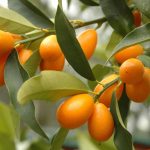 Kumquat