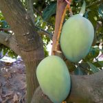 Mango Semanlaji