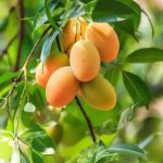 Mango Sukkari