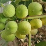 Fig Jasim