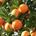 Washington Navel Orange