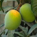 Mango Alphonso