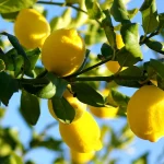 Eureka Lemon