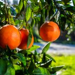 Red Blood Orange