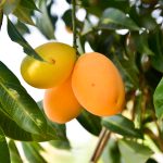 Mango Zebda