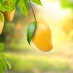 Mango Golden