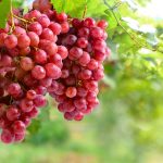 Crimson Seedless Grape