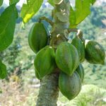 Papaya