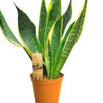Senseveria
