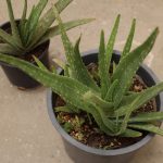 Aloe Vera - Image 2