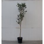 Bottle Brush