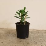 Jade Plant-Crassula ovata