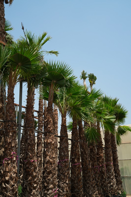 washingtonia palm.,.