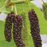 Morus Nigra