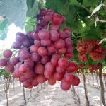 Flame Seedless Grape