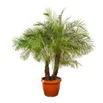 Phoenix Roebelenii Multi Trunk