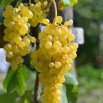 Sultani Grape