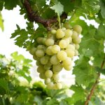 Thompson Seedless Grape