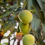 Mango Harun Manis