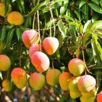Mango Awais
