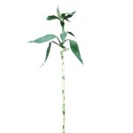 Lucky Bamboo