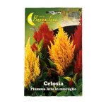 CELOSIA