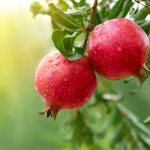 Pomegranate