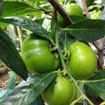 Sapota