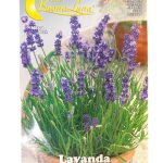 Lavandar