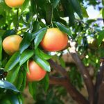 Grape Fruit