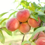 Peach