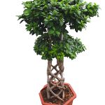 Ficus bonsai (H120cm)