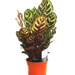 calathea roseopicta