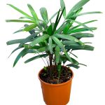 Rhaois excelsa