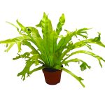 Asplenium antiquum