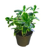 Euonymus japonicus