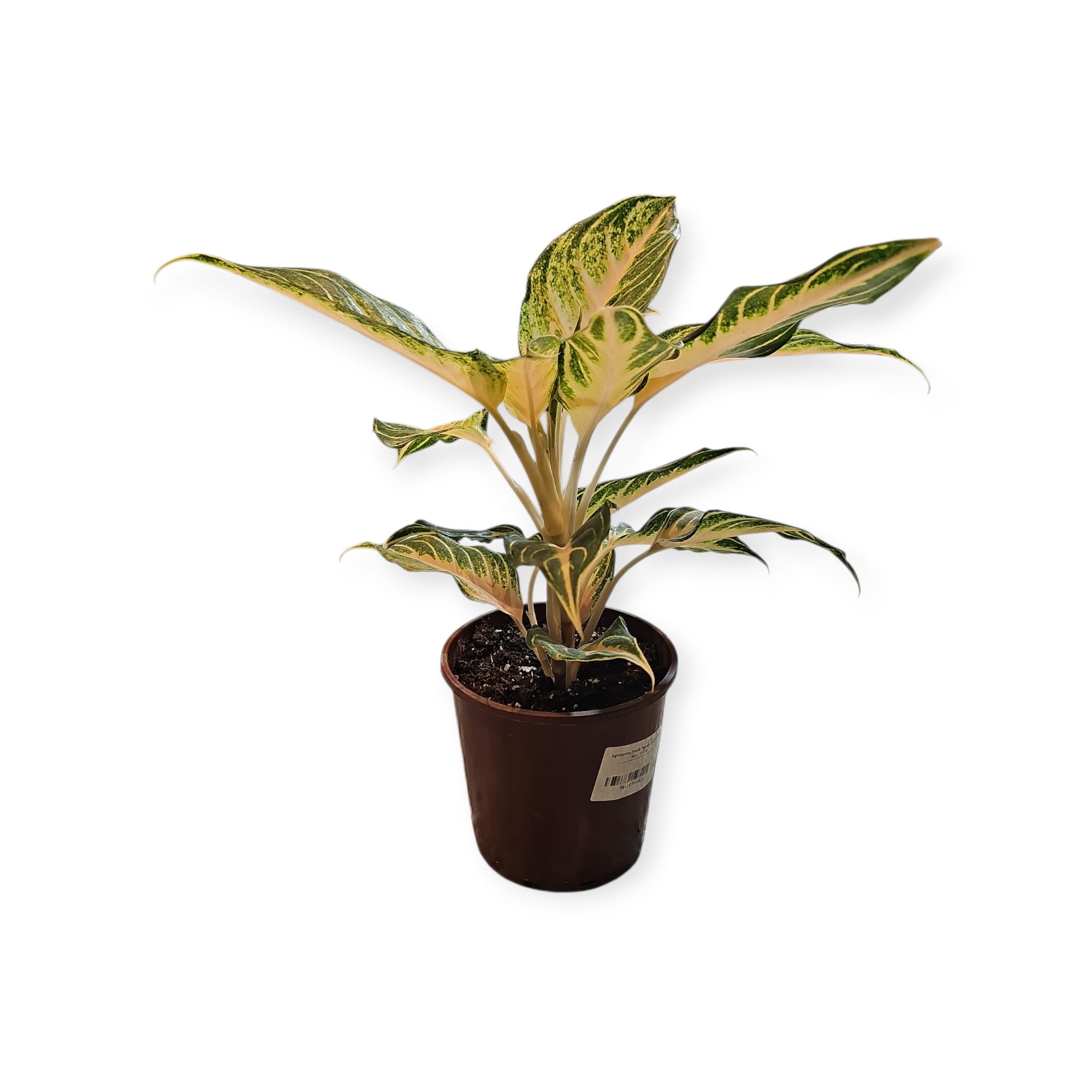 WhatsApp Image 2026-01-05 at 6.03.55 PM