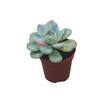 Echeveria