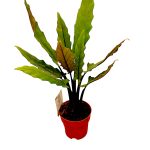 Alocasia bashiana