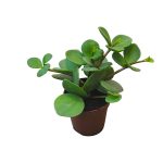 Peperomia