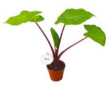 Alocasia porodora