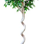 bonsai benj (H 270)