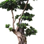 Ficus bonsai (H 250cm)