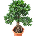 Ficus bnosai (H 90cm)