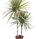 Dracaena Golden